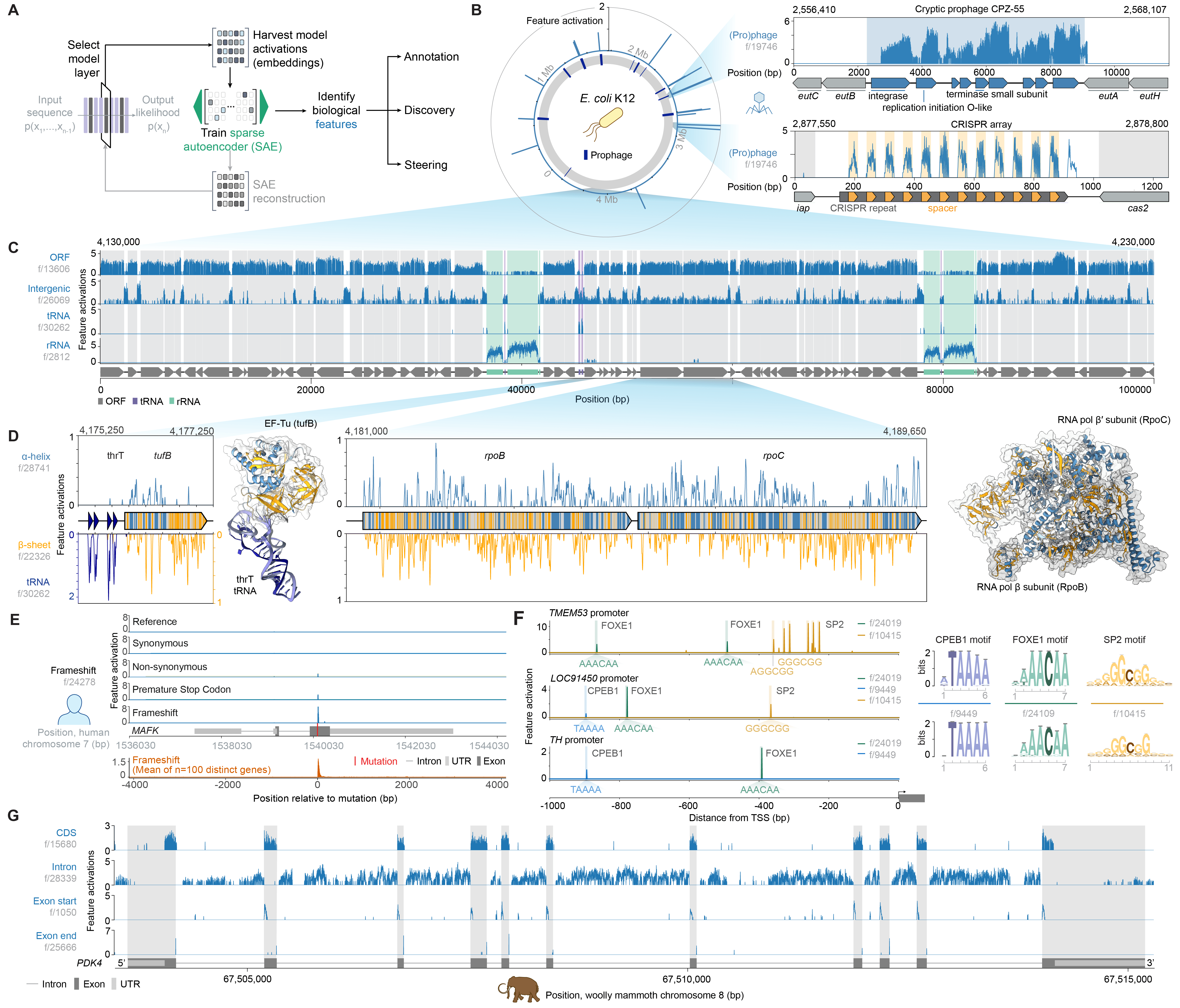 Preprint Figure 4: Mechanistic interpretability of Evo 2 reveals 
DNA, RNA, protein, and organism level features