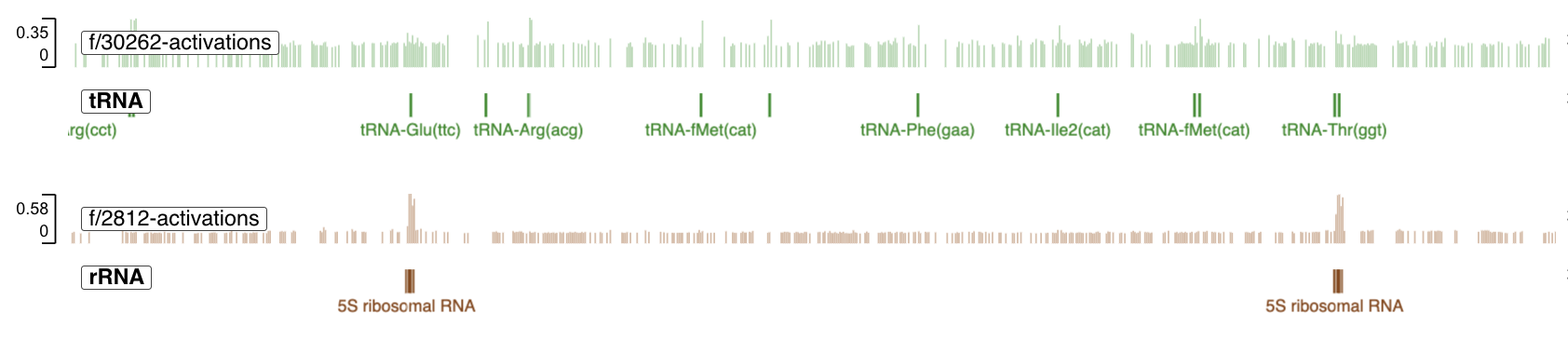 Evo 2 learned to identify RNA molecules involved in protein synthesis