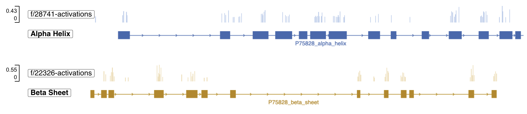 Evo 2 learned to identify secondary structures like alpha helices and beta sheets